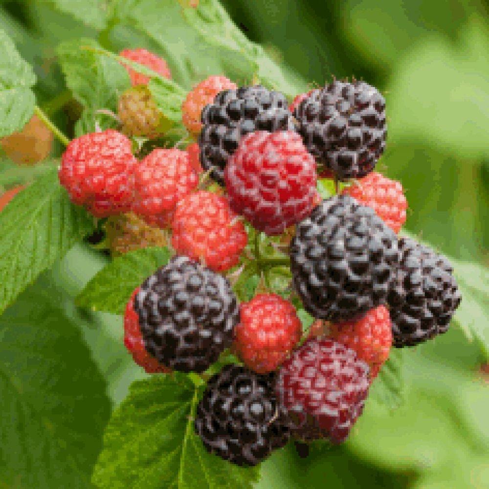 Fruit, Rubus Idaeus 'jewel Black', Raspberry - View 5 from www redcrocus com