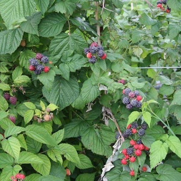 Fruit, Rubus Idaeus 'jewel Black', Raspberry - View 6 from www redcrocus com