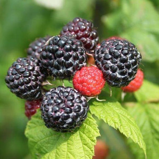 Fruit, Rubus Idaeus 'jewel Black', Raspberry - View 9 from www redcrocus com