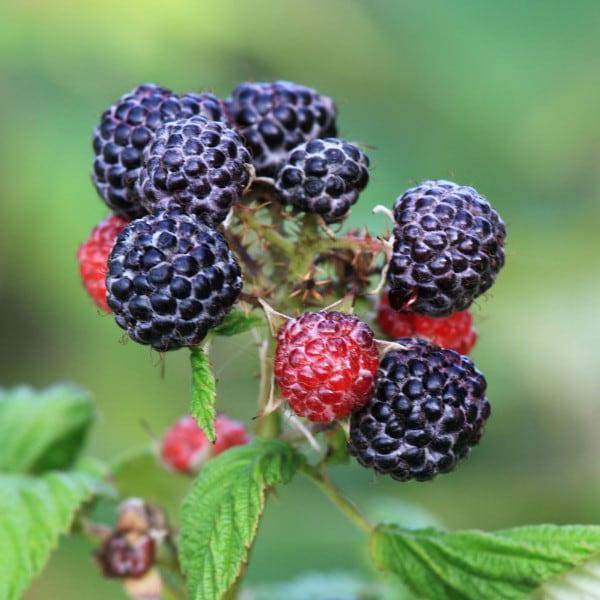 Fruit Rubus Idaeus Jewel Black Raspberry - View 10 from www redcrocus com