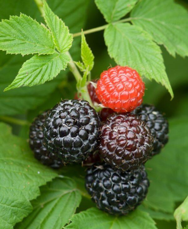 Fruit Rubus Idaeus Jewel Black Raspberry - View 13 from www redcrocus com