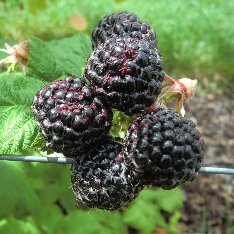 Fruit Rubus Idaeus Jewel Black Raspberry - View 14 from www redcrocus com