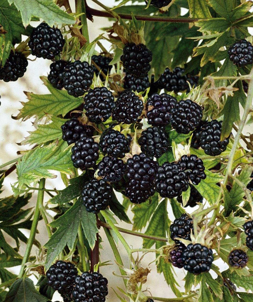 Fruit Rubus Idaeus Jewel Black Raspberry - View 15 from www redcrocus com