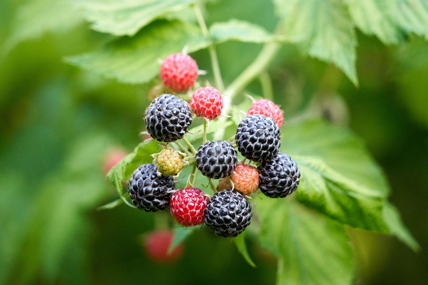 Fruit Rubus Idaeus Jewel Black Raspberry 16 497bbd48 7db2 401b 9df8 F84f6363e063 from www redcrocus com