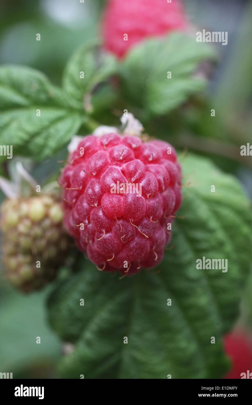 Fruit Rubus Idaeus Jewel Black Raspberry - View 17 from www redcrocus com