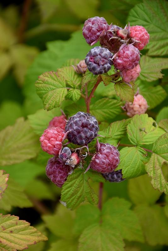 Fruit Rubus Idaeus Jewel Black Raspberry - View 18 from www redcrocus com