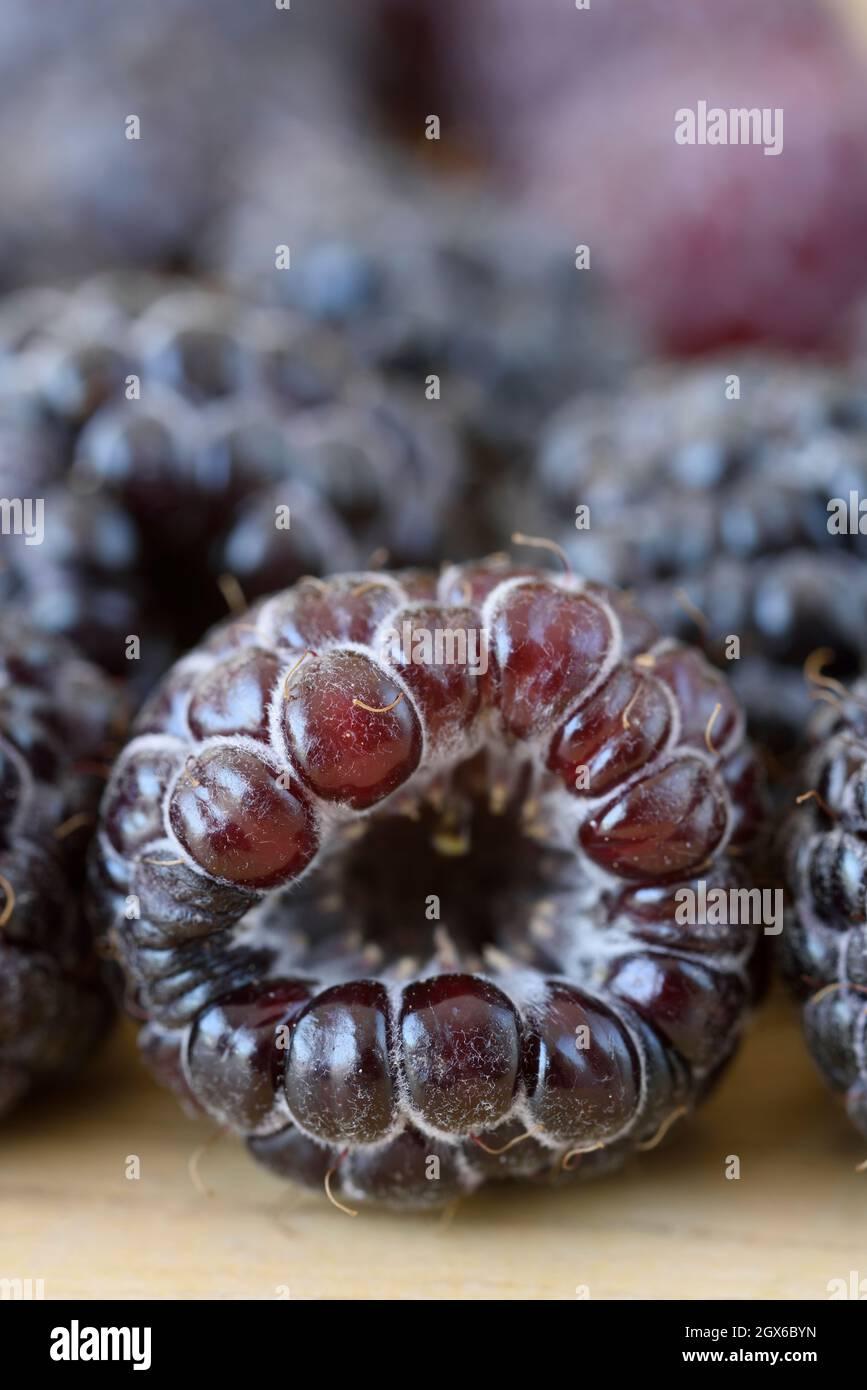 Fruit Rubus Idaeus Jewel Black Raspberry - View 1 from www redcrocus com