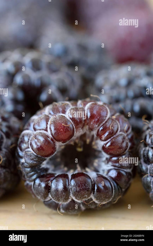 Fruit Rubus Idaeus Jewel Black Raspberry - View 1 from www redcrocus com