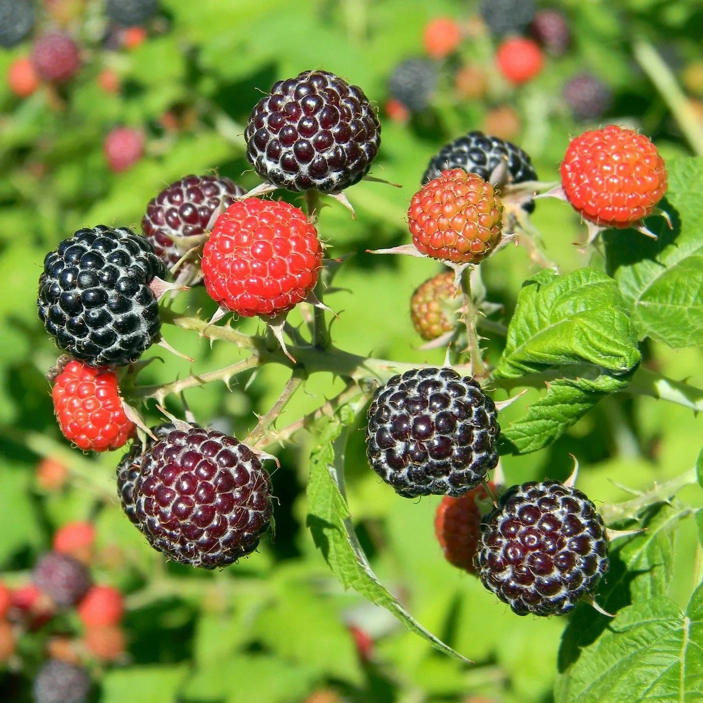 Fruit Rubus Idaeus Jewel Black Raspberry - View 2 from www redcrocus com