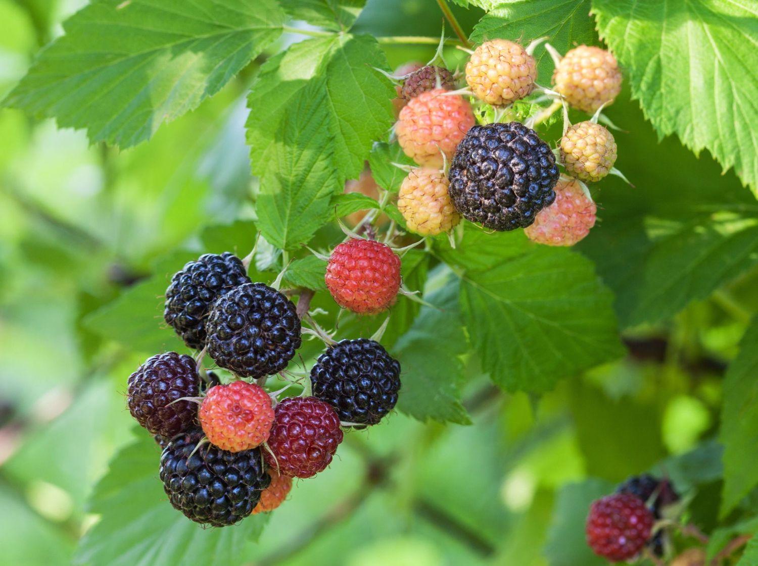 Fruit Rubus Idaeus Jewel Black Raspberry - View 3 from www redcrocus com