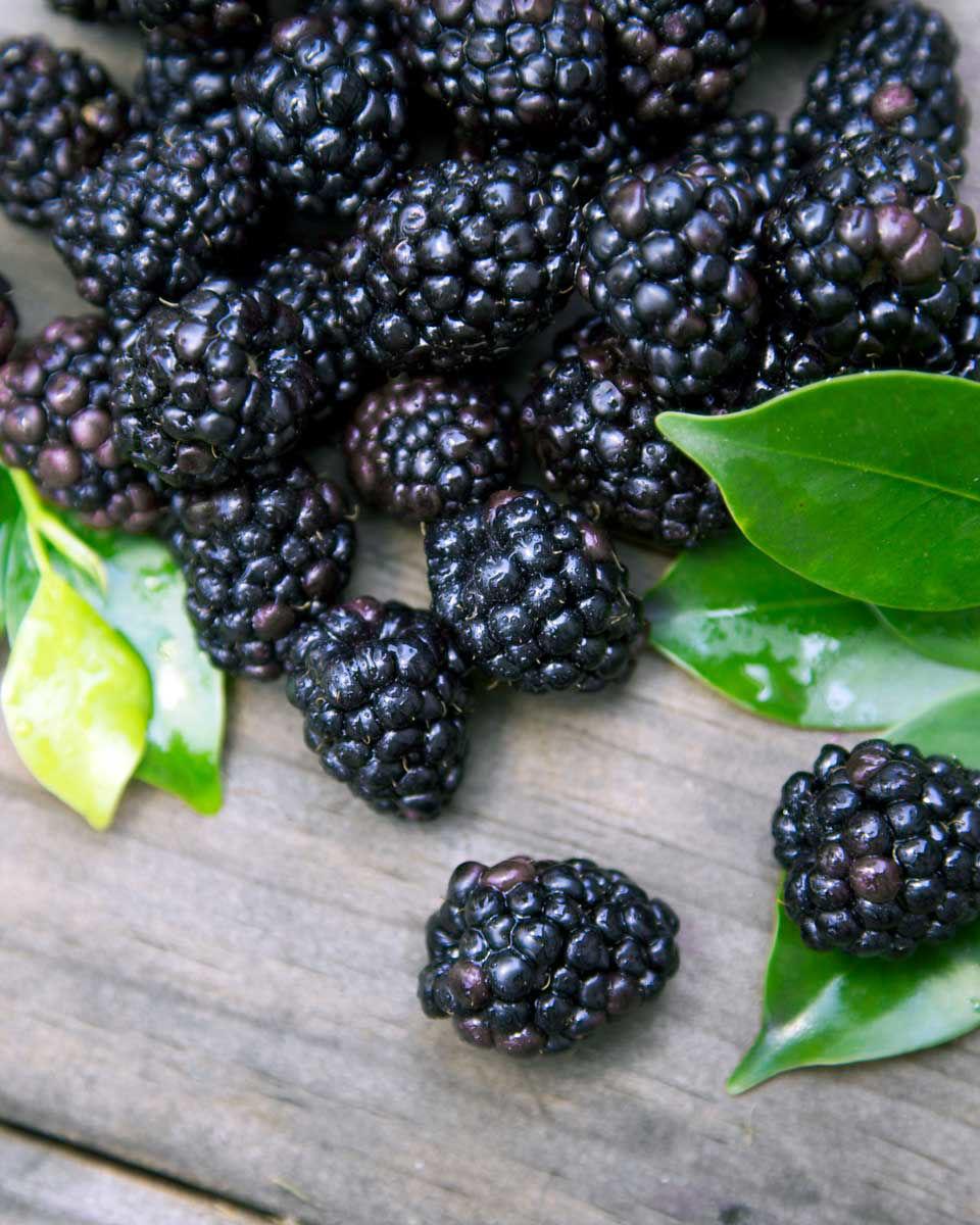 Fruit Rubus Idaeus Jewel Black Raspberry - View 4 from www redcrocus com