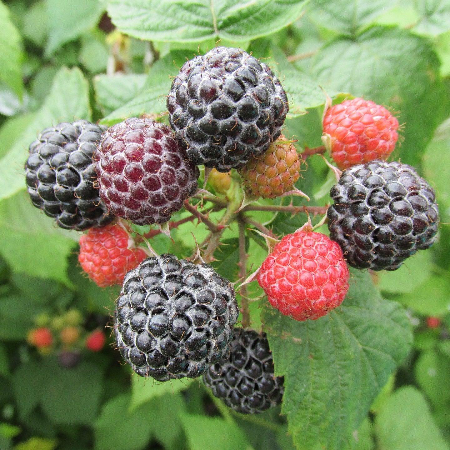 Fruit Rubus Idaeus Jewel Black Raspberry - View 5 from www redcrocus com