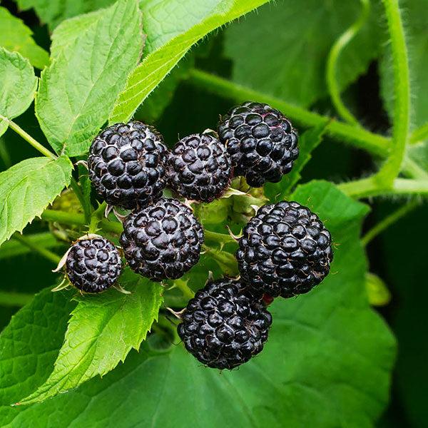 Fruit Rubus Idaeus Jewel Black Raspberry - View 6 from www redcrocus com