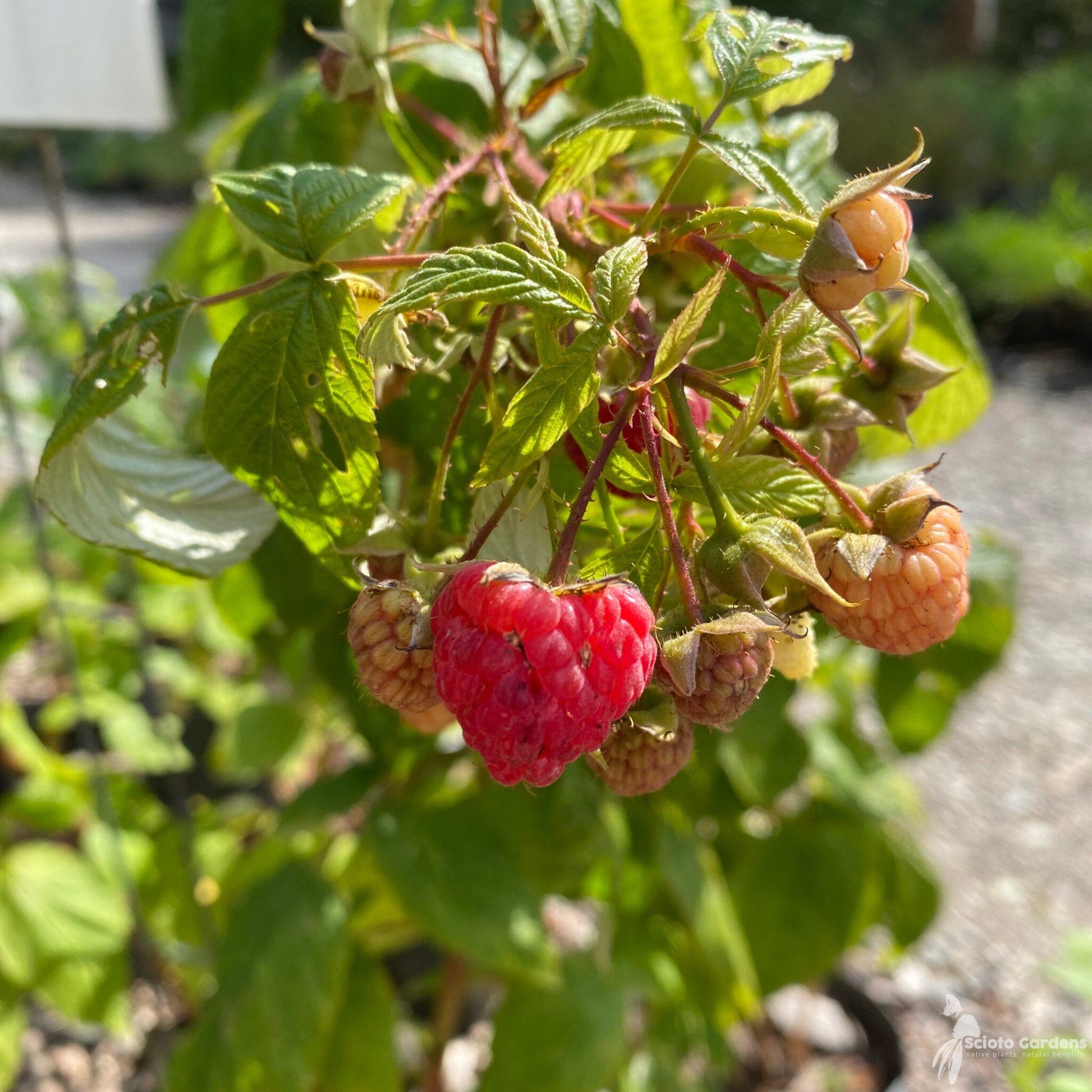 Fruit Rubus Idaeus Jewel Black Raspberry - View 7 from www redcrocus com