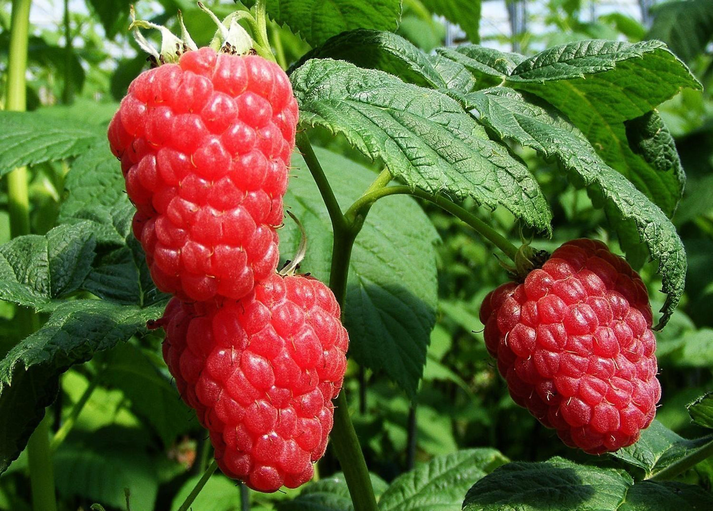 Fruit Rubus Idaeus Jewel Black Raspberry - View 8 from www redcrocus com