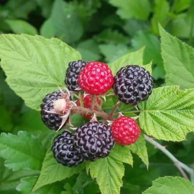 Fruit Rubus Idaeus Jewel Black Raspberry - View 9 from www redcrocus com
