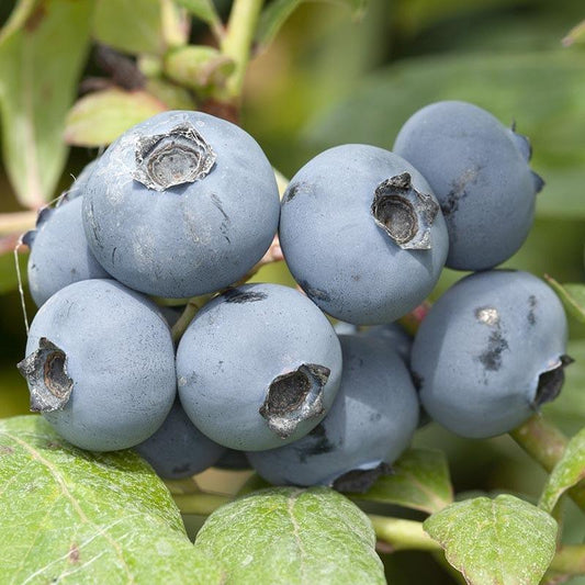 Blueberry Vaccinium Corymbosum Chanticleer - View 1 from www redcrocus com