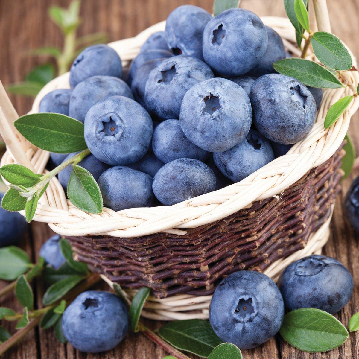 Blueberry Vaccinium Corymbosum Huron 13 5b30056c 9d42 4c2c A0bc 79fc3e9430e9 from www redcrocus com