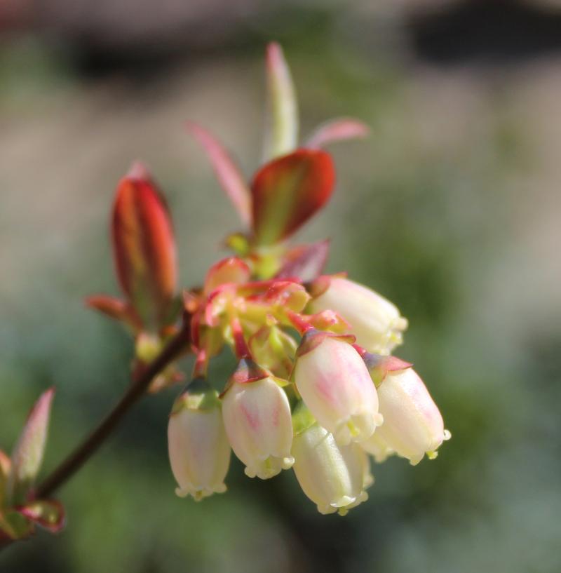 Blueberry Vaccinium Corymbosum Bonus - View 12 from www redcrocus com