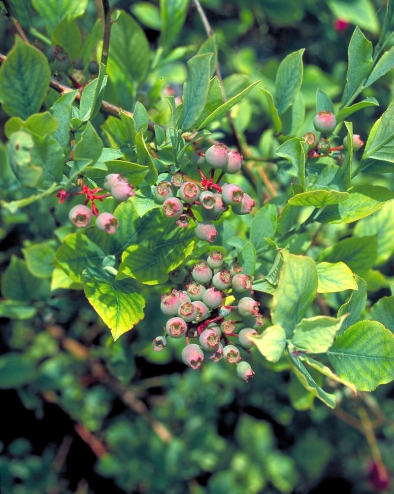 Blueberry Vaccinium Corymbosum Bonus - View 15 from www redcrocus com