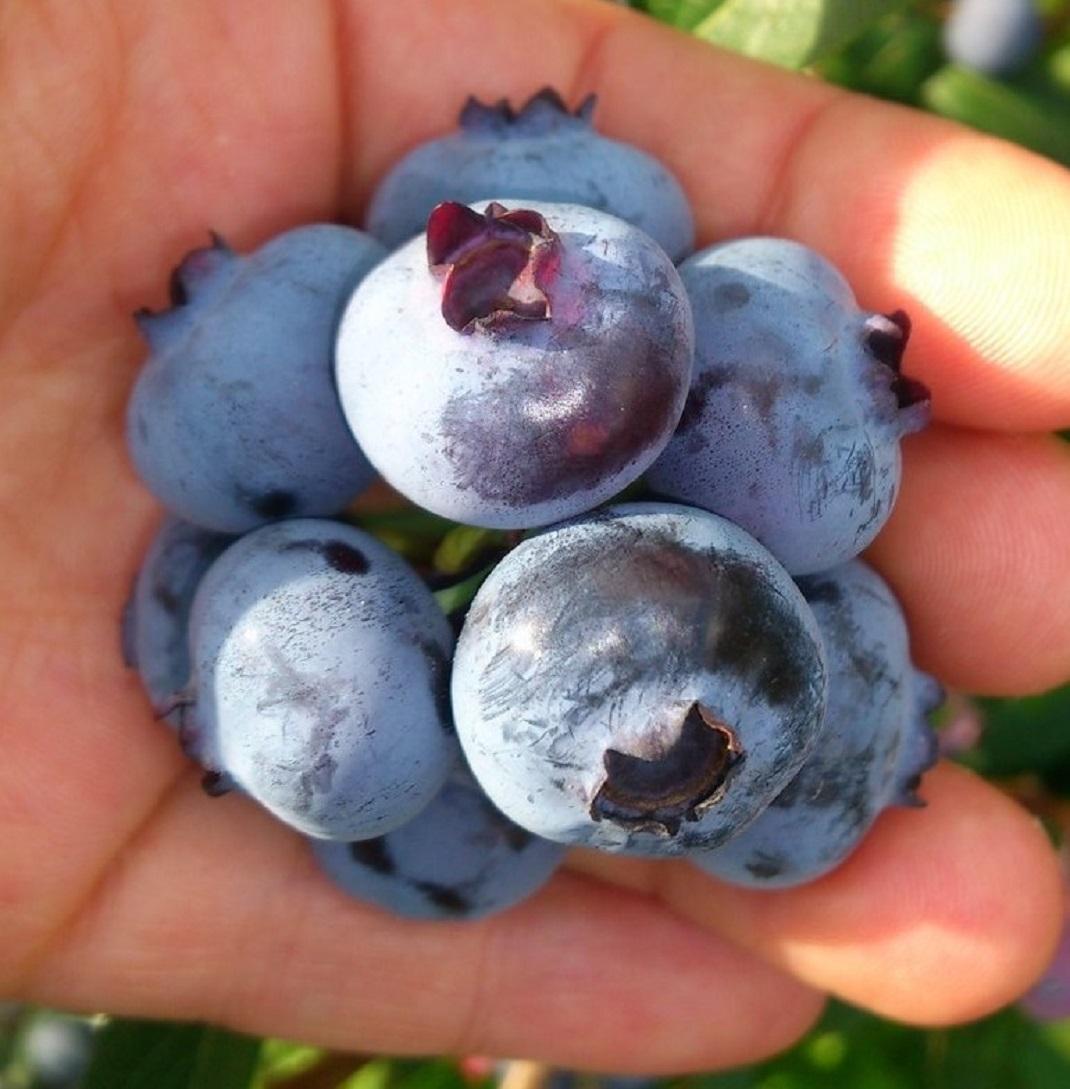 Blueberry Vaccinium Corymbosum Bonus - View 3 from www redcrocus com