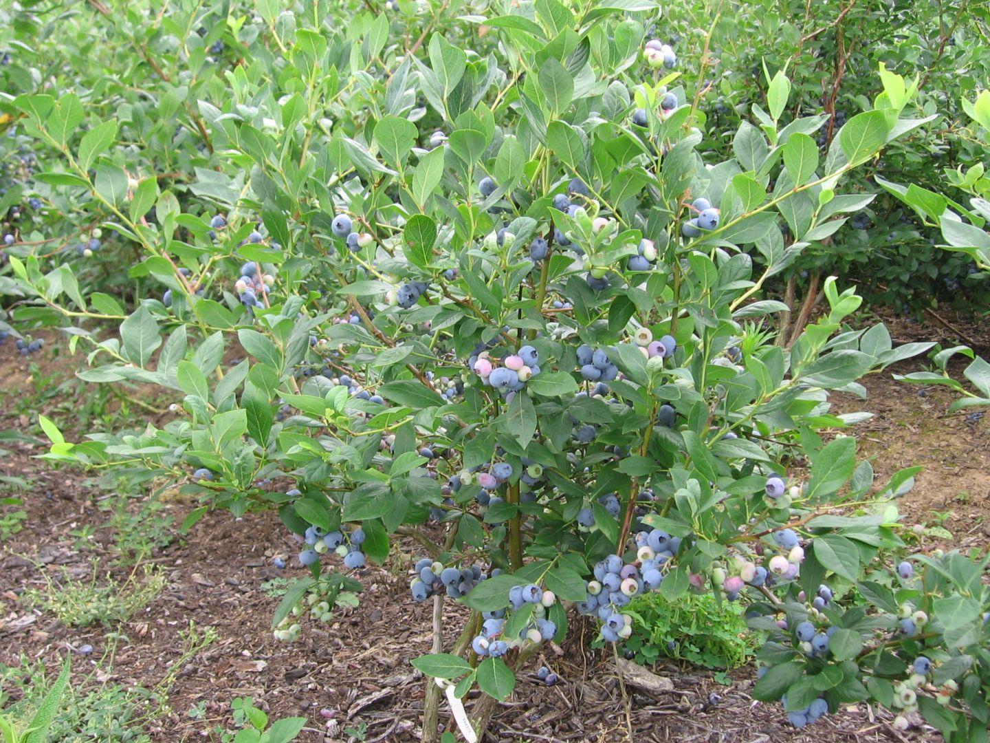 Blueberry Vaccinium Corymbosum Bonus - View 4 from www redcrocus com