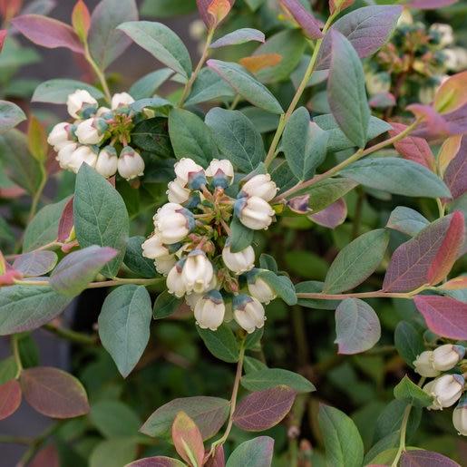Blueberry Vaccinium Corymbosum Bonus - View 6 from www redcrocus com
