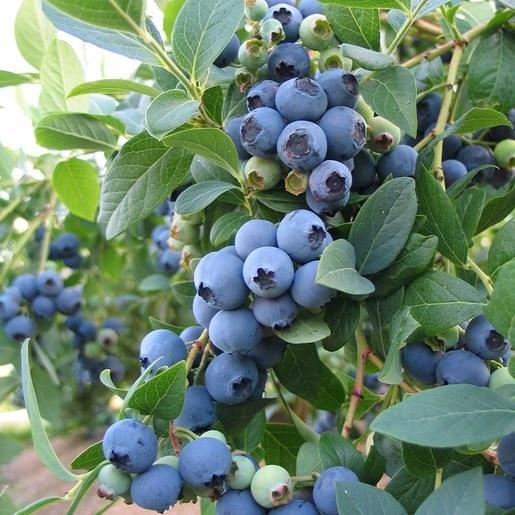 Blueberry Vaccinium Corymbosum Bonus - View 7 from www redcrocus com