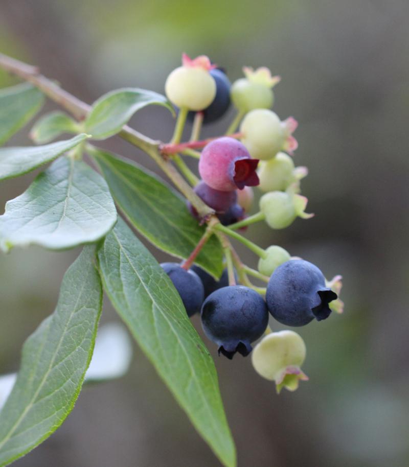 Blueberry Vaccinium Corymbosum Bonus - View 9 from www redcrocus com