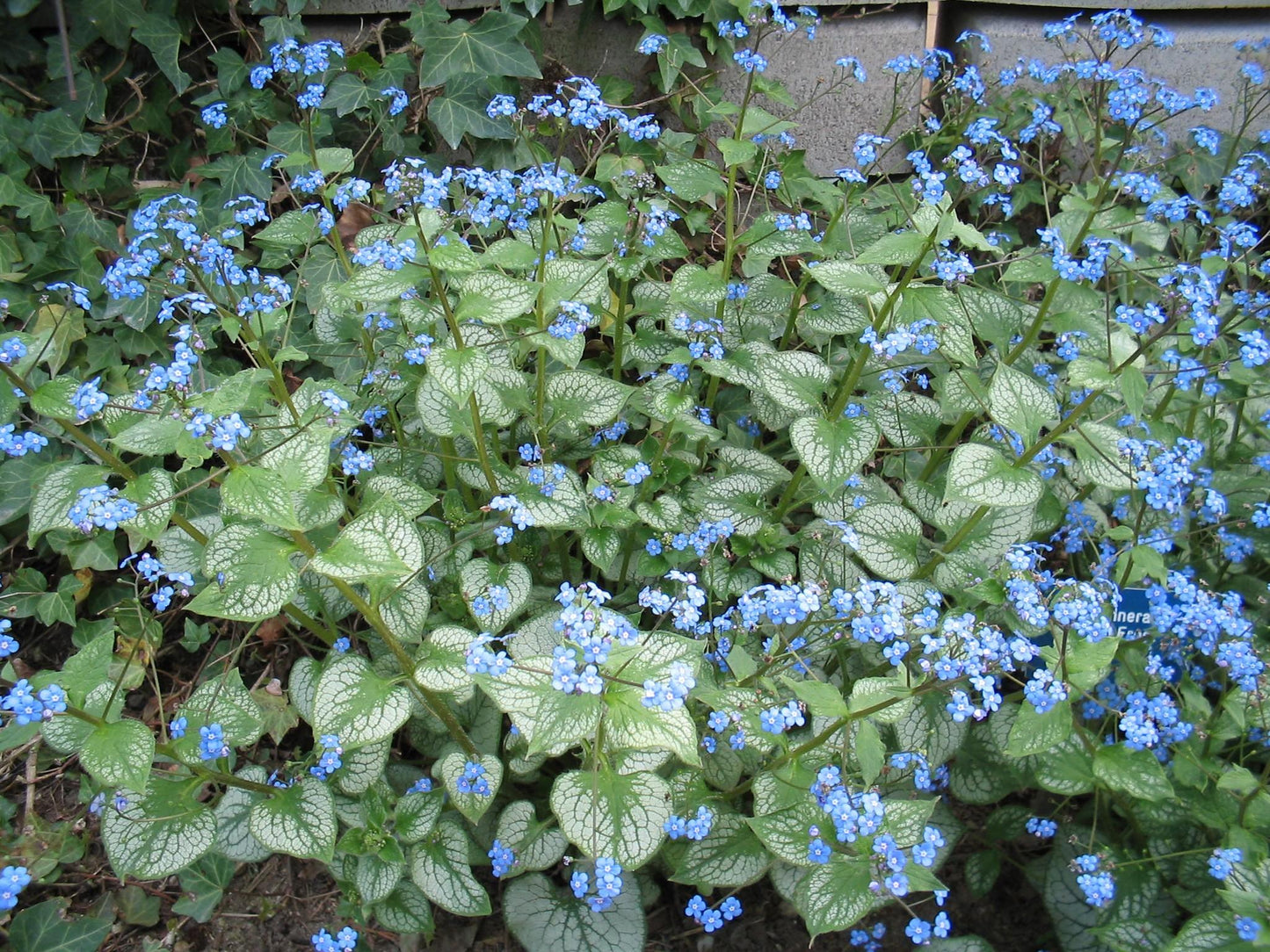 Brunnera Macrophylla Jack Frost - View 10 from www redcrocus com