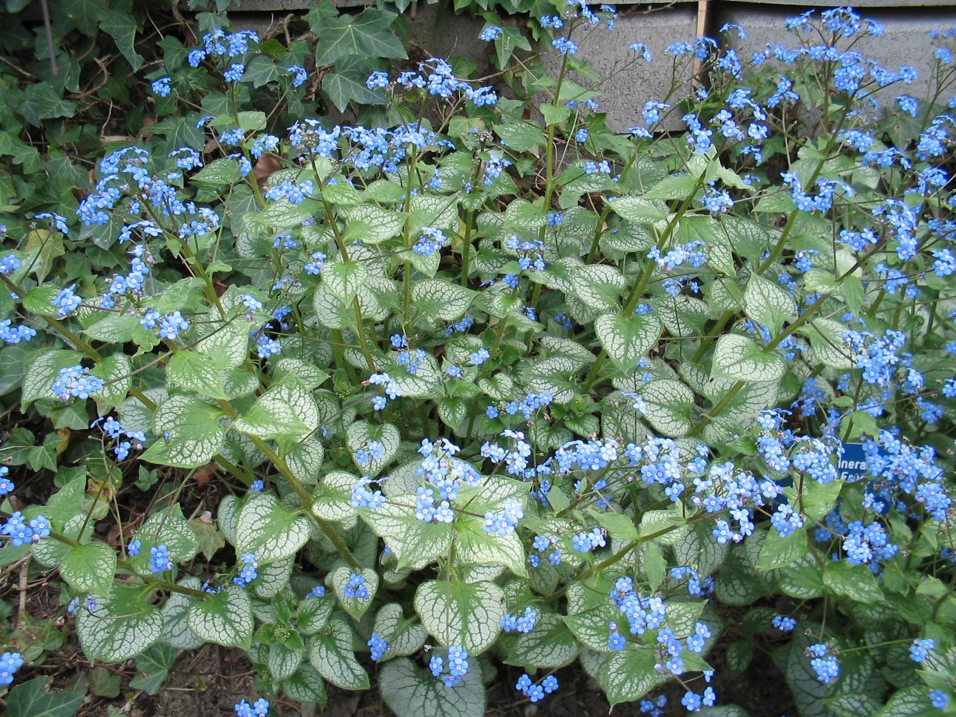 Brunnera Macrophylla Jack Frost 10 75c559a2 Dc57 45c9 B172 84e5d80a64a3 from www redcrocus com