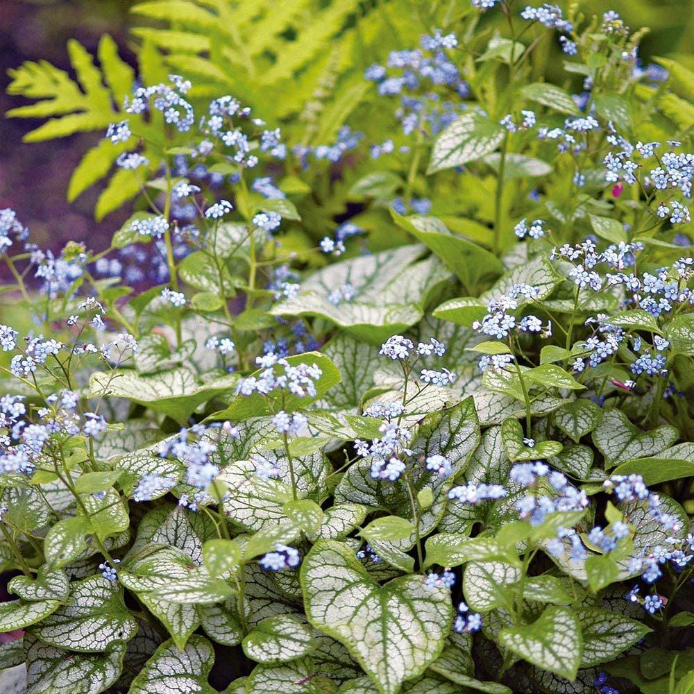 Brunnera Macrophylla Jack Frost 11 20817367 6555 48e0 9415 52aba74e464e from www redcrocus com
