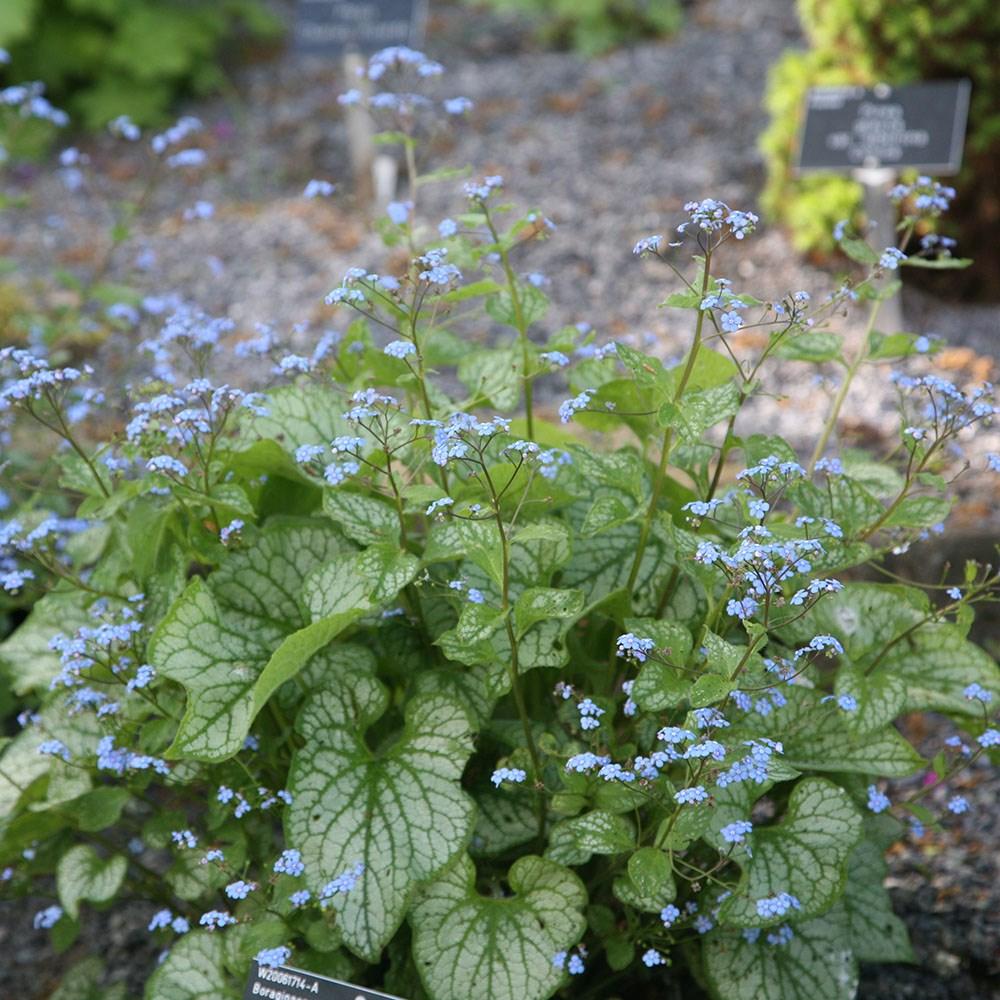 Brunnera Macrophylla Jack Frost - View 12 from www redcrocus com