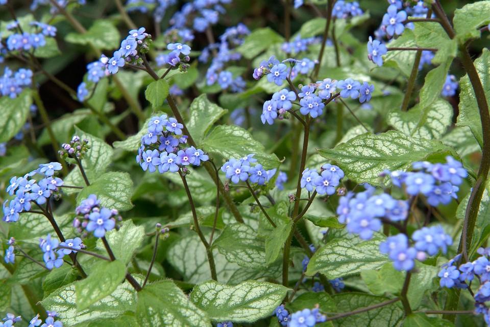 Brunnera Macrophylla Jack Frost 13 1a81c7a2 7df1 447d Ad33 089c30cd7603 from www redcrocus com