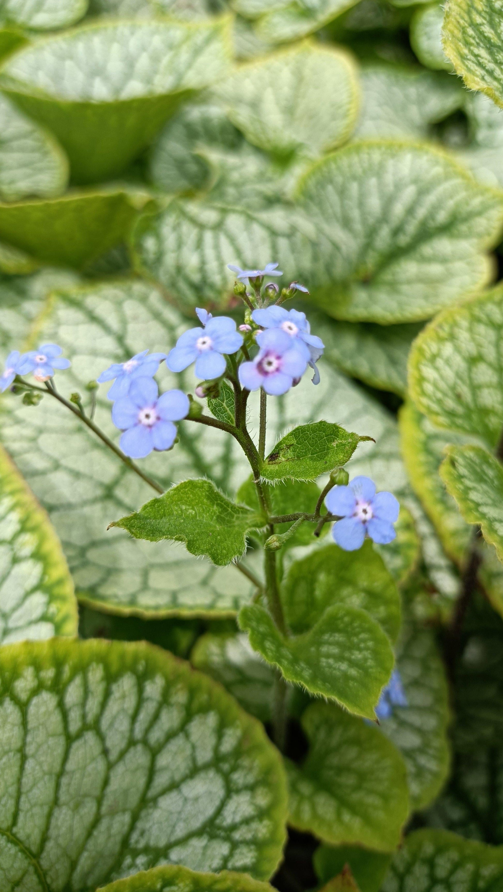Brunnera Macrophylla Jack Frost 15 A37a1d73 00a8 4023 9e6d 229482185b5d from www redcrocus com