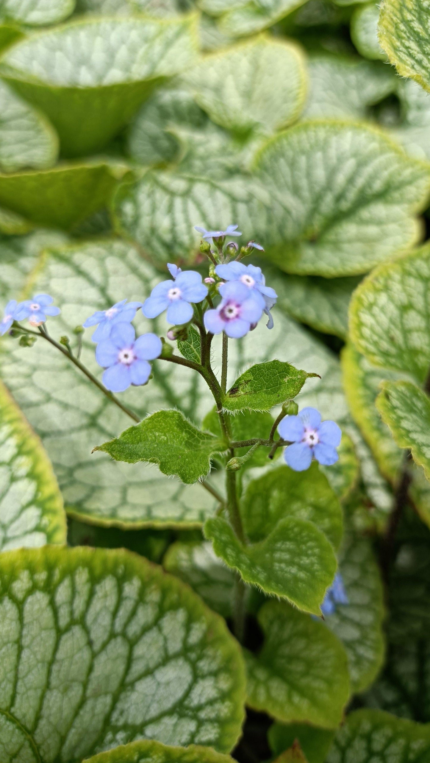 Brunnera Macrophylla Jack Frost - View 15 from www redcrocus com