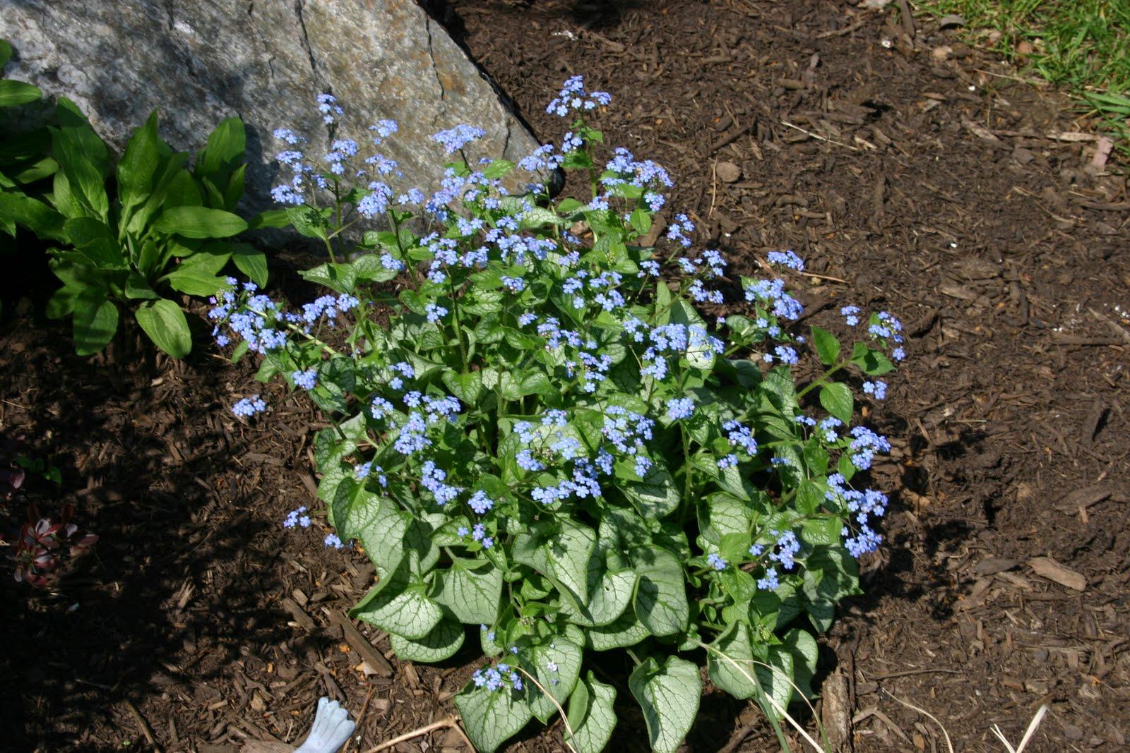 Brunnera Macrophylla Jack Frost 16 Cdac4773 Ae61 4864 Aeae 2de96860cb01 from www redcrocus com