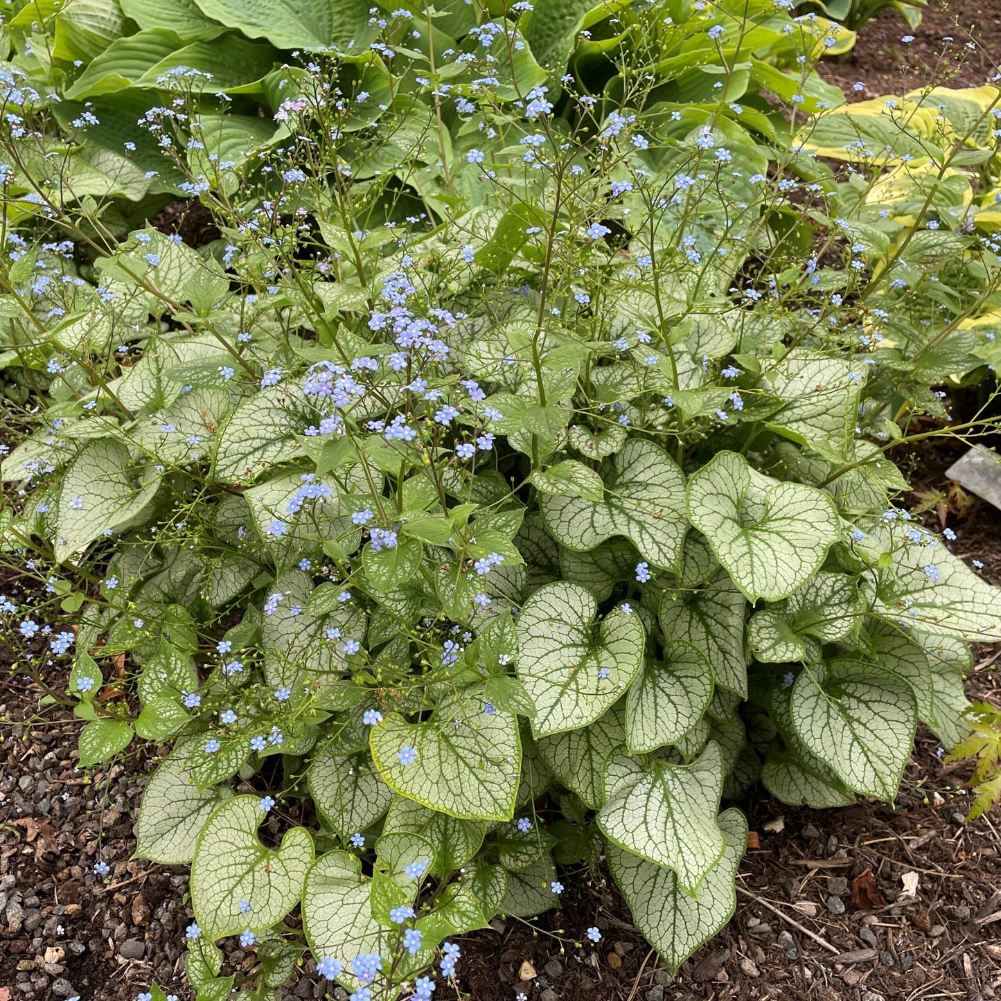 Brunnera Macrophylla Jack Frost 17 688632ad F121 41d7 98c3 0cf0a48a6292 from www redcrocus com