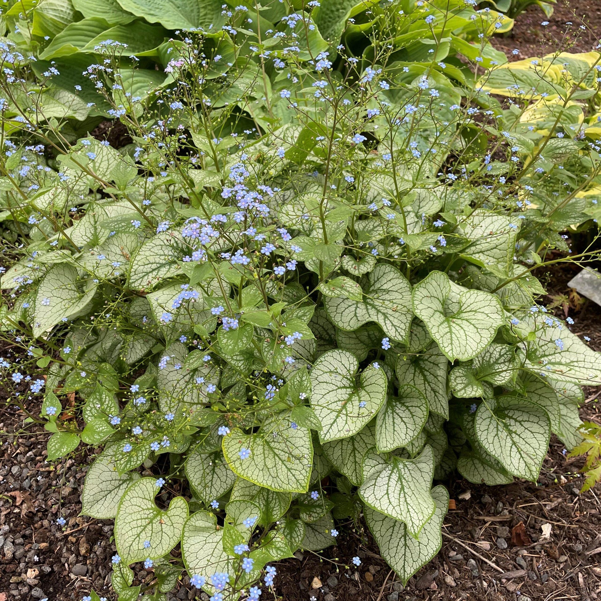 Brunnera Macrophylla Jack Frost - View 17 from www redcrocus com