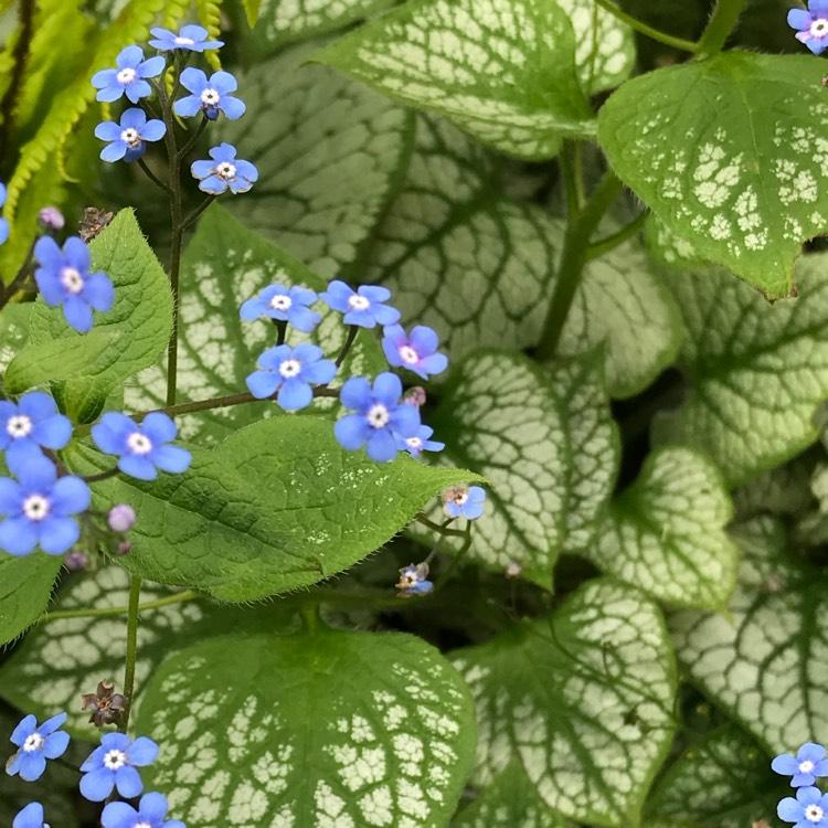 Brunnera Macrophylla Jack Frost 18 6aa005a8 D6aa 44fe 8862 B25c4de1bbc9 from www redcrocus com