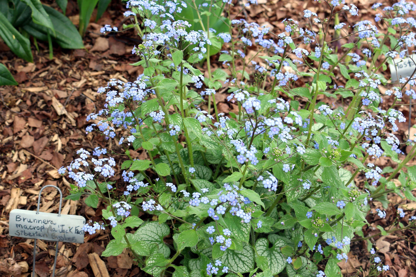 Brunnera Macrophylla Jack Frost 19 39fc5971 0be1 450f A6df 8a9da40e53b2 from www redcrocus com