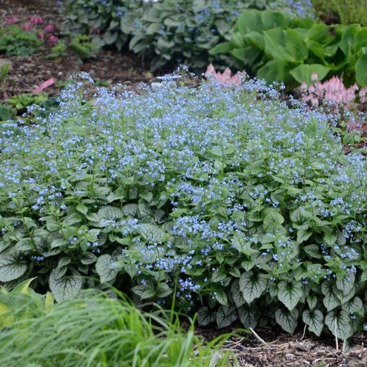 Brunnera Macrophylla Jack Frost 1 2f89fe8d 8ab5 4723 8d2d 561b740d88c0 from www redcrocus com