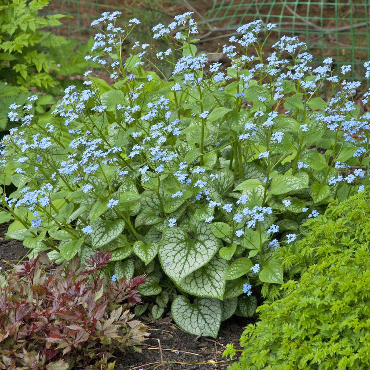 Brunnera Macrophylla Jack Frost 2 C6fc65e1 2c32 4566 9f65 44446d11310c from www redcrocus com