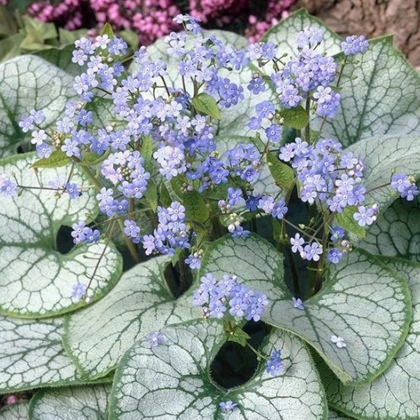 Brunnera Macrophylla Jack Frost - View 3 from www redcrocus com