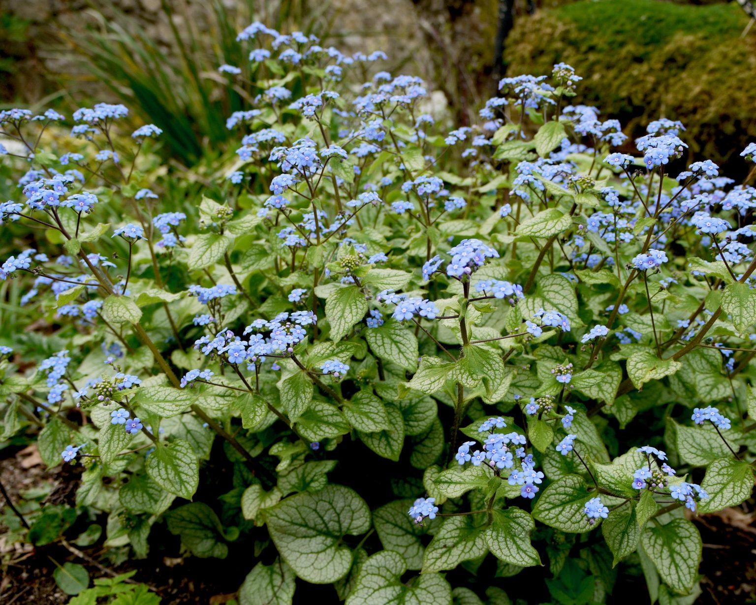 Brunnera Macrophylla Jack Frost - View 5 from www redcrocus com