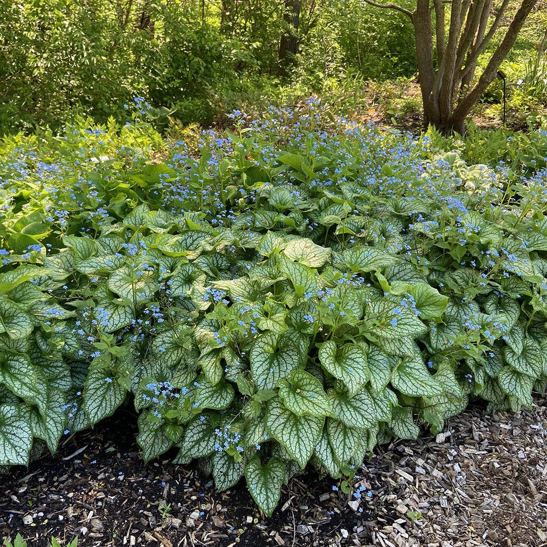 Brunnera Macrophylla Jack Frost 6 1f1c4888 B8e0 4030 940c Cb7ec3b38b35 from www redcrocus com