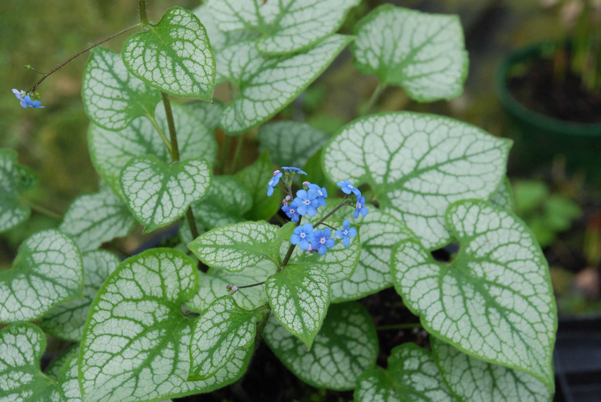 Brunnera Macrophylla Jack Frost 7 B817ccc8 8997 451b A59c Ee5ad9b5977b from www redcrocus com