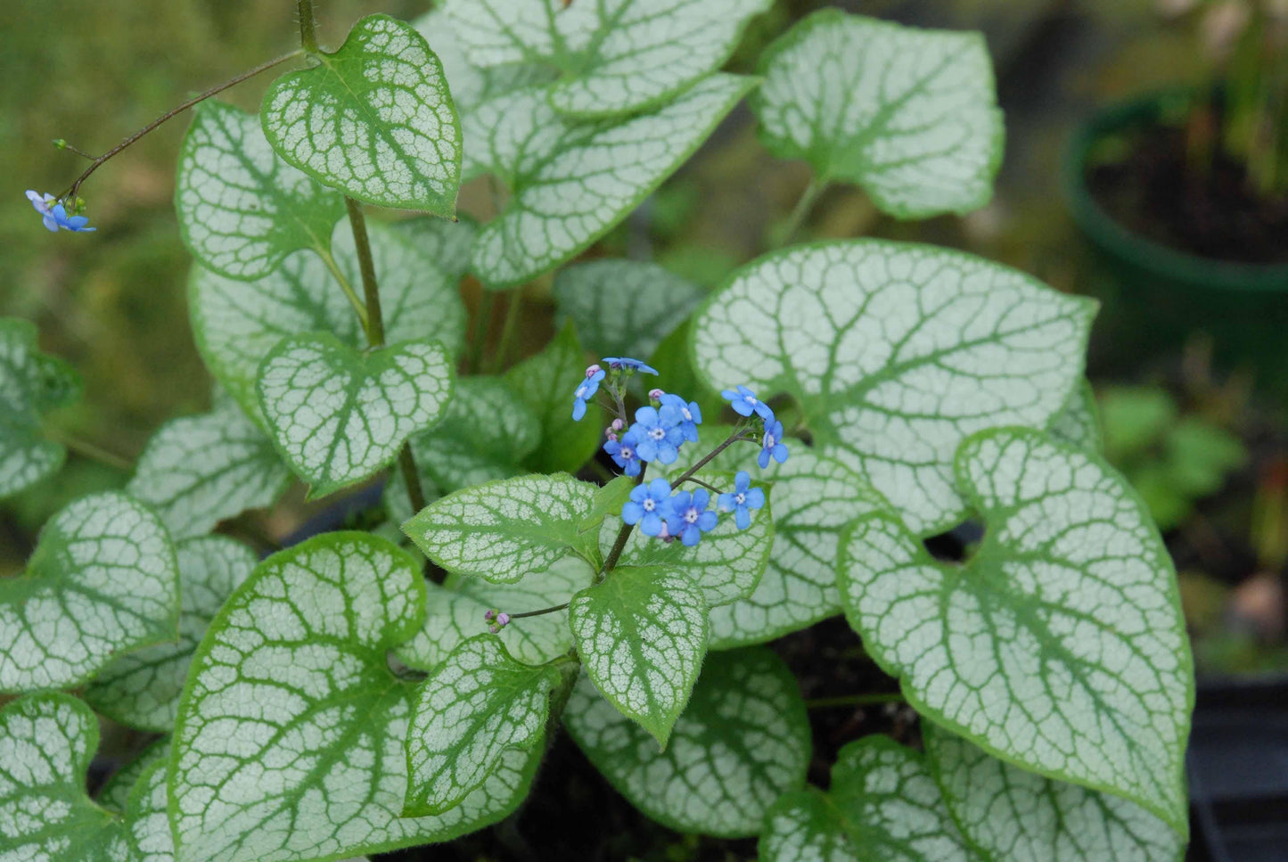 Brunnera Macrophylla Jack Frost 7 B817ccc8 8997 451b A59c Ee5ad9b5977b from www redcrocus com