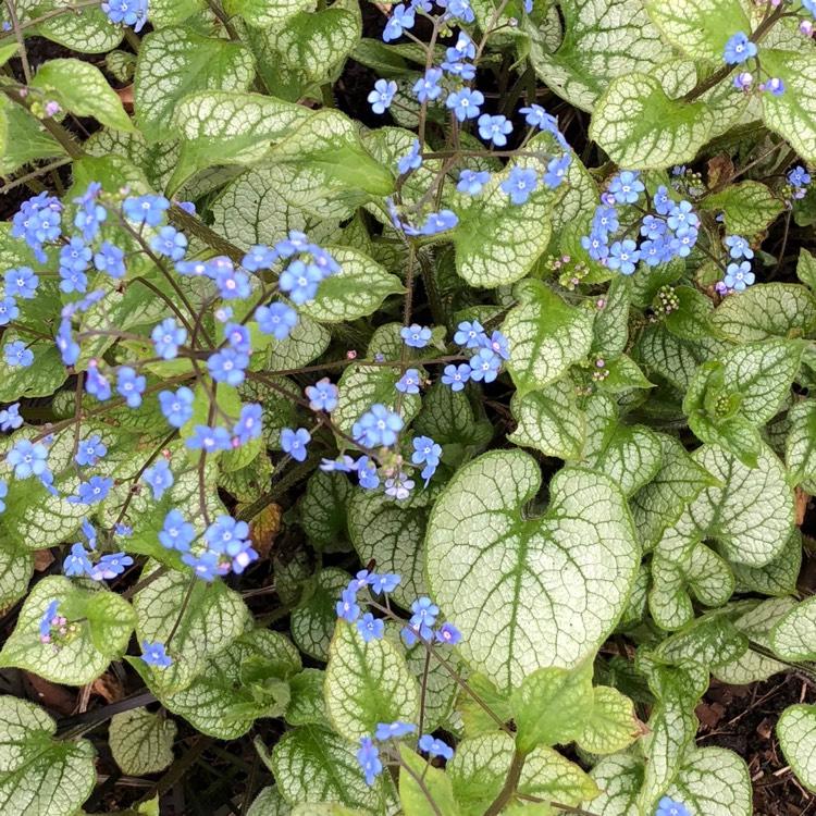 Brunnera Macrophylla Jack Frost 8 8c3c6675 80c2 4e3b 9b6b E203056be6e7 from www redcrocus com