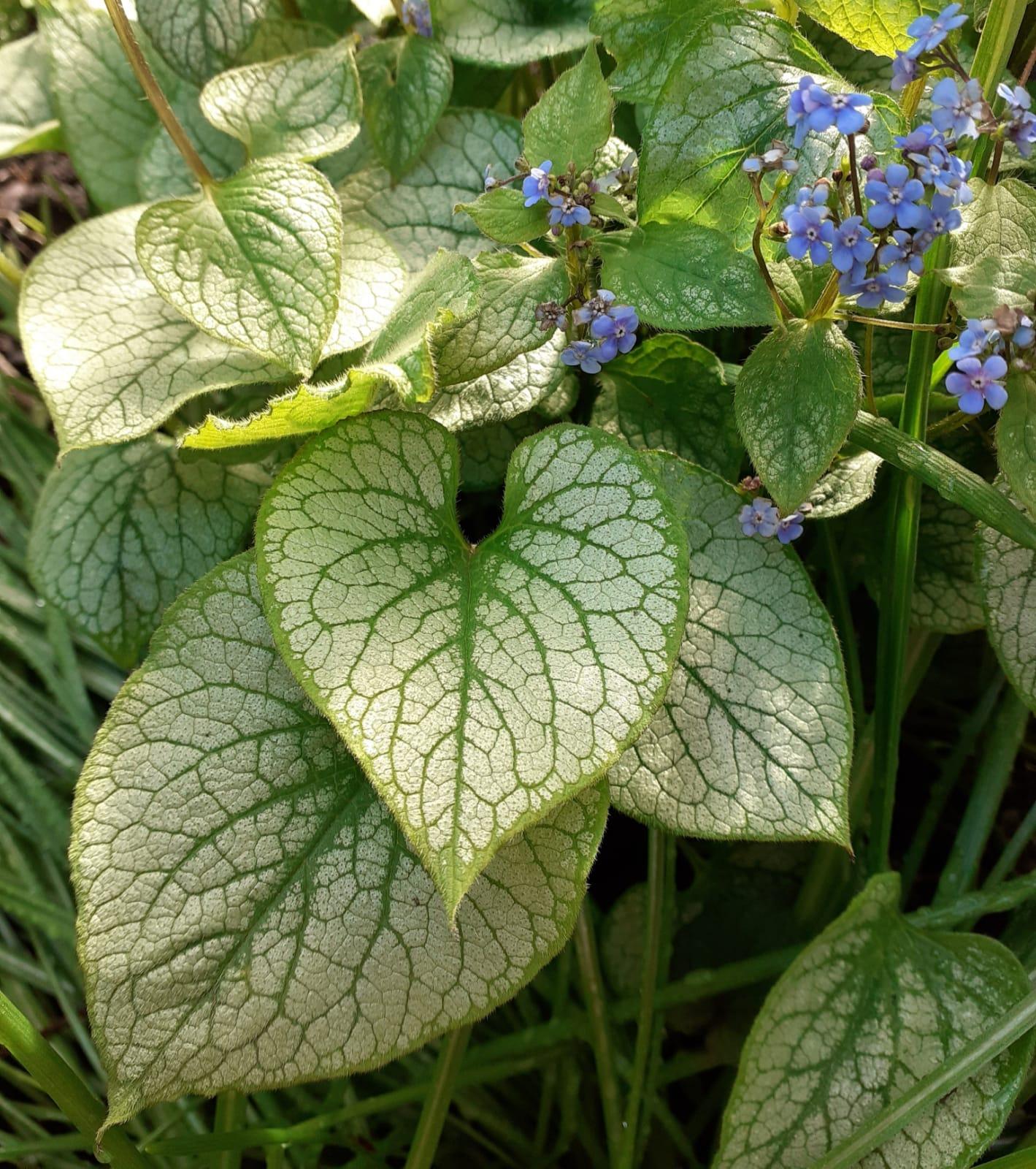 Brunnera Macrophylla Jack Frost - View 9 from www redcrocus com